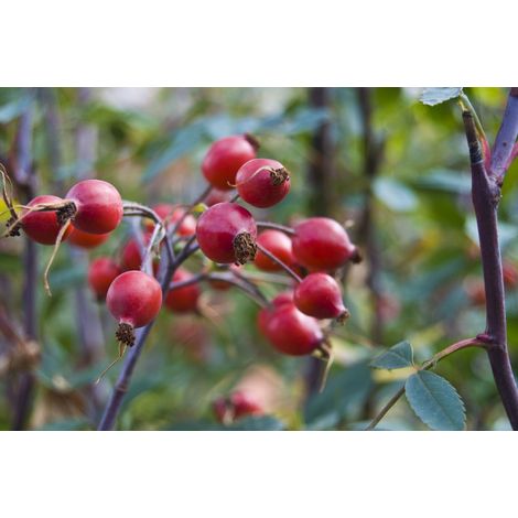 ROSA CANINA (1 PIANTA) (1/4)