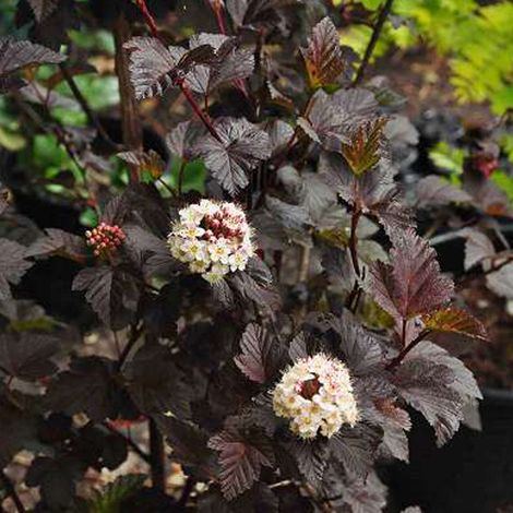 Physocarpe à feuilles d'Obier 'Diabolo' - 30-40 cm pot