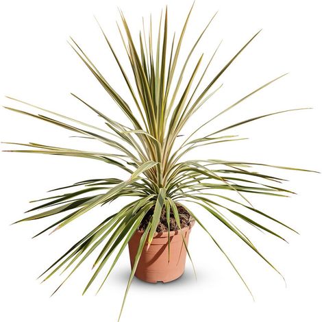 Cordyline australis « Dazzler » Lys géant, 100 cm, pot de 10 l,