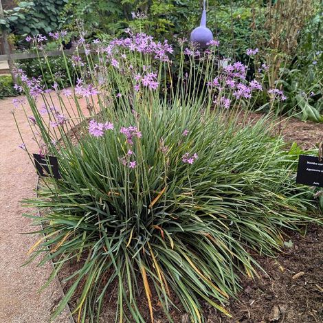 Tulbaghia violacea/Lot de 3 godets