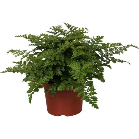 Asplenium Parvati Plante d’Intérieur Feuillage Vert Décoratif Pot 12 cm Hauteur 25 cm - PANGIVO (1/4)
