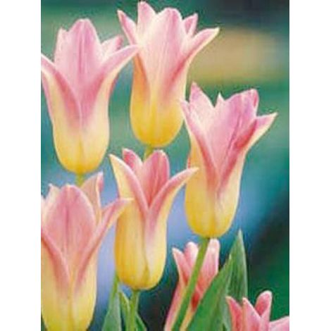 Tulipe fleur de lis 'Elegant Lady' Bulbe calibre 11+ (par 10) (1/2)