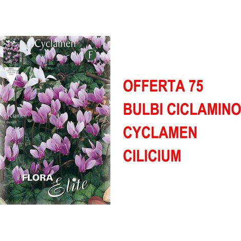 OFFERTA 75 BULBI CICLAMINO CYCLAMEN CILICIUM BULBI BULBS BULBES