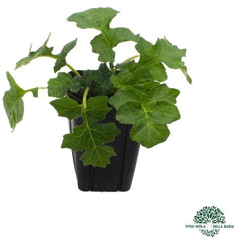 Acanthus mollis - acanto - vaso quadro 9x9x13 cm (1/3)