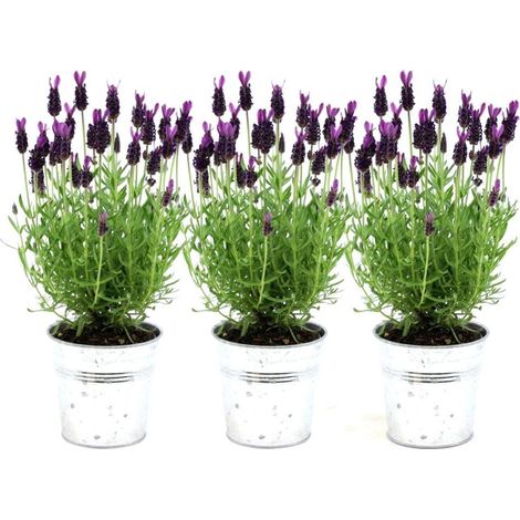 Lot de 3 Lavandes Papillon 'Anouk' en Pot Décoratif Style Ancien - Lavandula stoechas - 12 cm - PANGIVO (1/3)