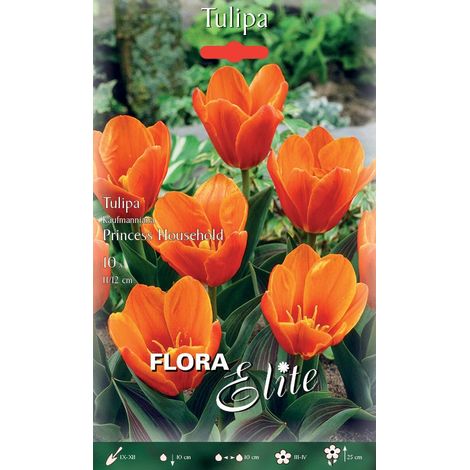 BULBI AUTUNNALI TULIPANO KAUFMANNIANA PRINCESS HOUSEHOLD CONFEZIONE DA 10 BULBI BULBS BULBES