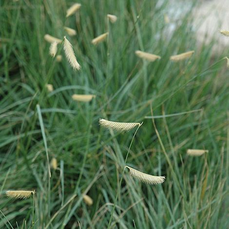 4 x Peigne Gazon - Bouteloua gracilis  - godet 9x9 cm (1/5)