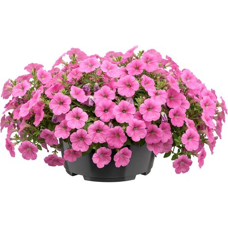 Garronda Blumentopf rund Pflanzschale Ø21 x 10,5 cm (3 L) Kunststoff mit Drainage Pflanzgefäß für Wurzelpflanzen Zwiebelpflanzen Garten Anzucht Innen Außenbereich Anthrazit GD-0207