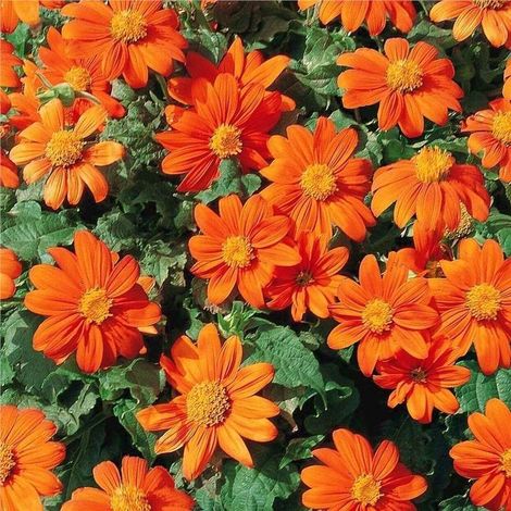 Graines de tournesol mexicain (Tithonia rotundifolia) rouge – Lot de 100 graines, variété à pollinisation ouverte, fleurs annuelles pour jardin, massif, pot et jardin à papillons (1/5)