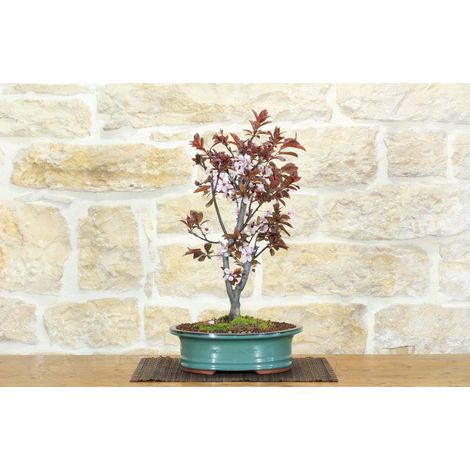 Bonsai di Prunus Pissardii (26) (1/5)