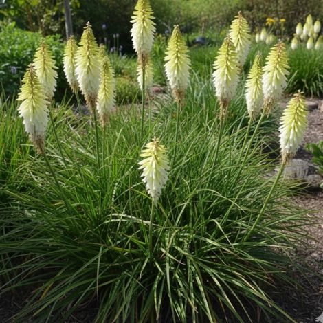 Kniphofia, Tison de Satan Ice Queen/Godet - 5/20 cm