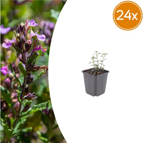 Lot de 24 Teucrium lucidrys Germandrée Arbustive Persistante pour Bordure 10-25 cm Pot Ø 9 cm - PANGIVO (1/5)