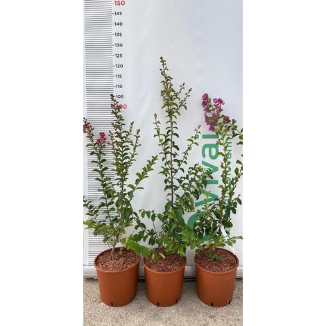 PIANTA DI LAGERSTROEMIA INDICA FUCSIA LIE DE VIN VASO 20 CM  (foto reale)
