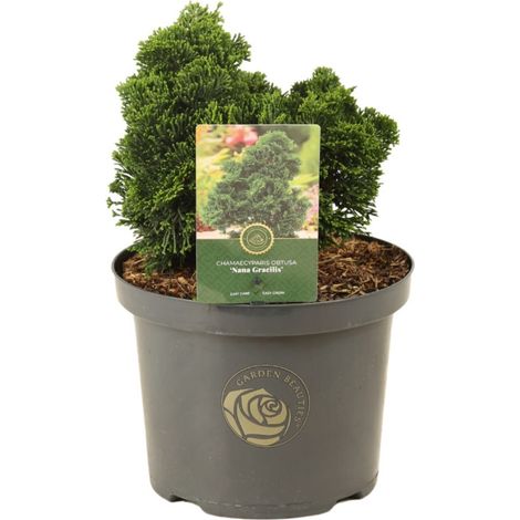 Faux-cyprès de Hinoki Nana Gracilis - Chamaecyparis obtusa Nana Gracilis 30/35cm Pot 5L (1/2)