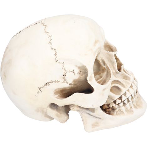 Crâne d'animal décoratif en résine, objet de décoration pour Halloween, idéal pour une fête à la maison. (1/5)