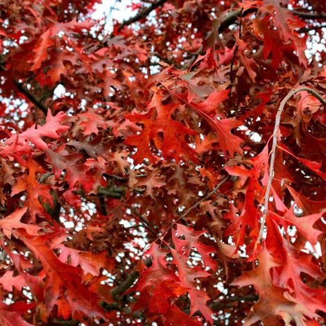 Chêne rouge d'Amérique, Quercus rubra/Pot de 7,5L - 80/100 cm (1/3)