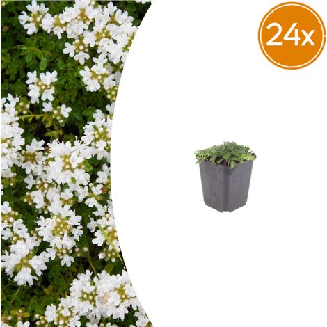 Lot de 24 Thyms Rampants Albiflorus Couvre-sol Persistant Fleurs Blanches Pot Ø9cm - PANGIVO (1/5)