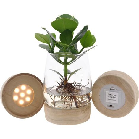 Clusia décorative en verre avec LED, plante hydroponique d'intérieur, feuillage vert lumineux, 12 cm x 30 cm - PANGIVO (1/5)