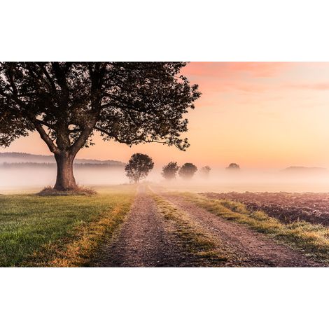Papier peint panoramique naturel,romantique Matin Brumeux (1/4)