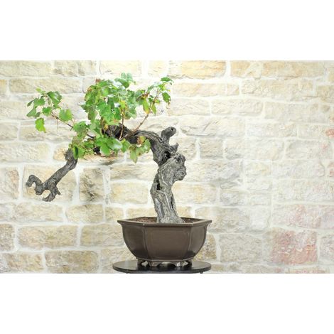 Bonsai di Vite (114)