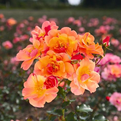 Gardenaria Rosa 'Jazz' - Rosa da giardino - Altezza: 25/30 cm (vaso15) (1/5)