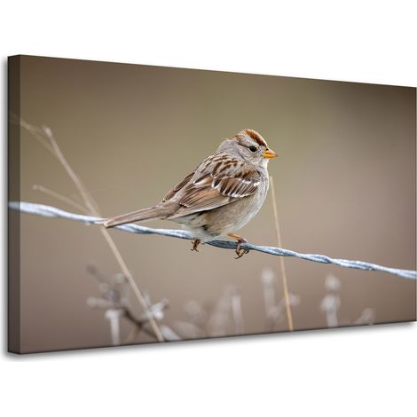 Leinwanddruck Tiere Spatz 100x60 cm
