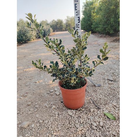 Houx Panaché Ilex Aquifolium Argenteomarginata Buisson Pot 24 cm (1/4)
