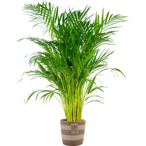 Bloomique - Dypsis Lutescens - Palmier Areca - Plante d’intérieur - Dépolluante - Sans danger pour les animaux - Hauteur 100-110 cm - Panier en jute 21 cm (1/5)