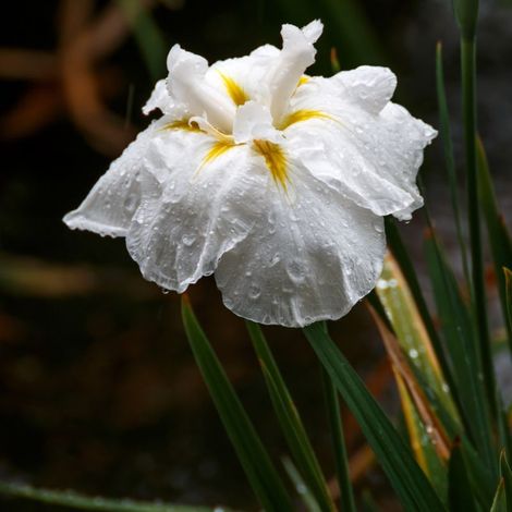 3 Iris du Japon 'Lady in Waiting' (Iris ensata 'Lady in Waiting')