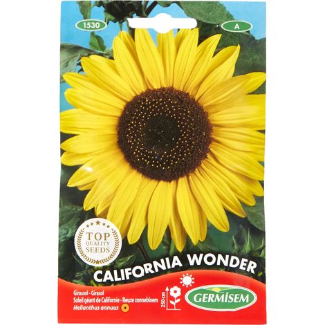 Graines Soleil géant de Californie CALIFORNIA WONDER (1/3)