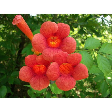 Actinidier panaché - Actinidia kolomikta  - 50-60 cm pot (1/3)