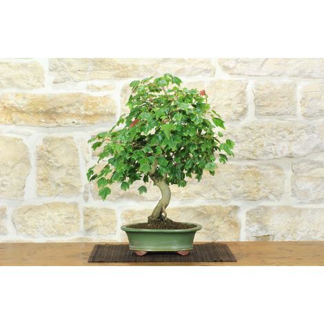 Bonsai di Acero Tridente (34) (1/5)
