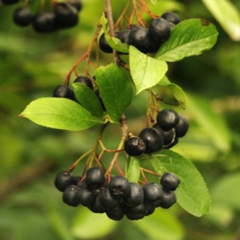 Pépinières Naudet – Aronie à gros fruits 'Nero' – Arbuste caduque 1 à 2 mètres – Fleurs noires en été – Coloration automnale éclatante (1/3)