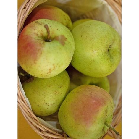 Pommier 'Winter Banana' Pot de 7,5L/10L, Gobelet (1/2)