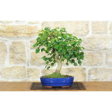 Bonsai di Acero Tridente (36) (1/5)
