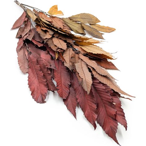 Stabilisierte Kastanienblätter - Herbst (1/4)