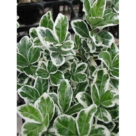 Fusain du Japon 'Kathy' Pot de 7,5L/10L (1/2)