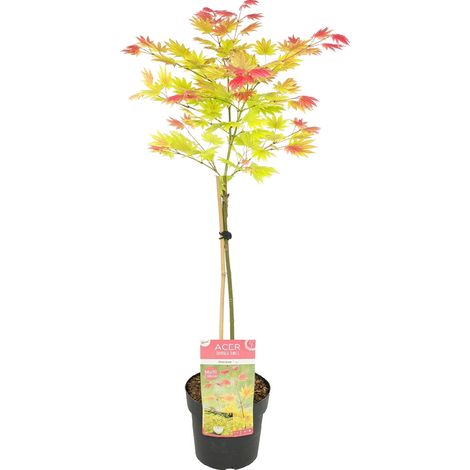 Bloomique - Acer Shirasawanum 'Moonrise' - Érable du Japon sur tige - Arbre - Résistant au gel - Hauteur 80-100 cm - Pot 19 cm