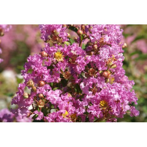 Lagerstroemia indica Viola "Violacea" pianta in vaso  13 cm