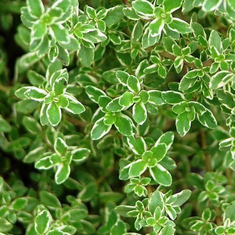 4 x Thym citron - Thymus citriodorus  - godet 9x9 cm