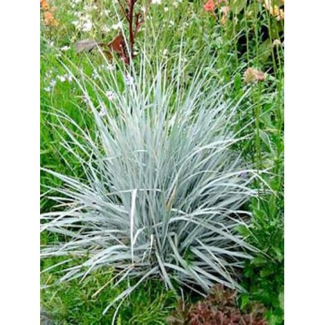 Agropyron magellanicum Godet de 8/9 cm (1/2)
