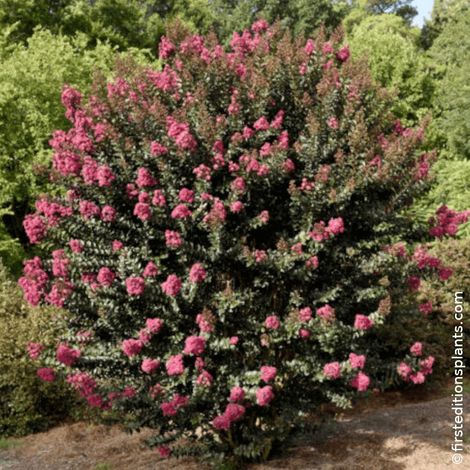 Lilas des indes Plum Magic®, Lagerstroemia/Pot de 3L - Touffe
