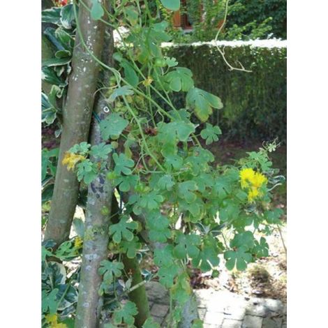 Capucine des Canaries le sachet de 15 graines (1,2g) (1/2)