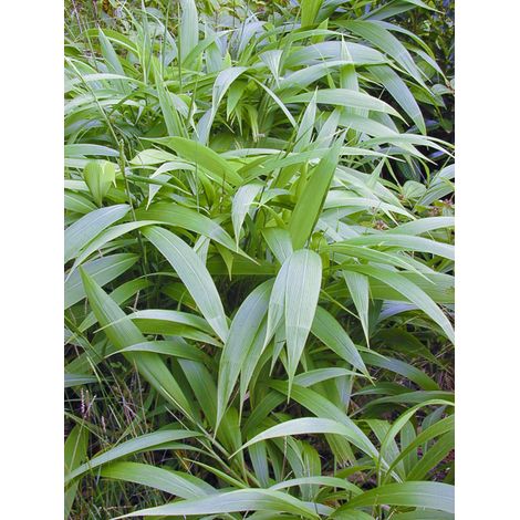 Herbe-palmier Pot de 2L/3L (1/2)