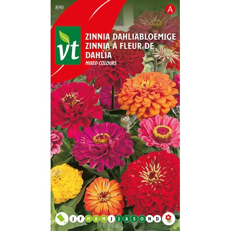 Zinnia à Grande Fleur De Dahlia - Ca. 1 gr (Livraison Gratuite) (1/2)