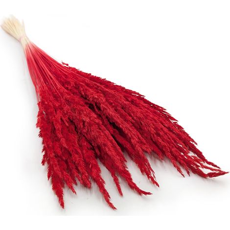 Calamagrostis epigejos - Rouge (1/5)