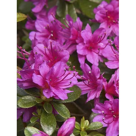 Azalée japonaise 'Amoena' Pot de 2L/3L