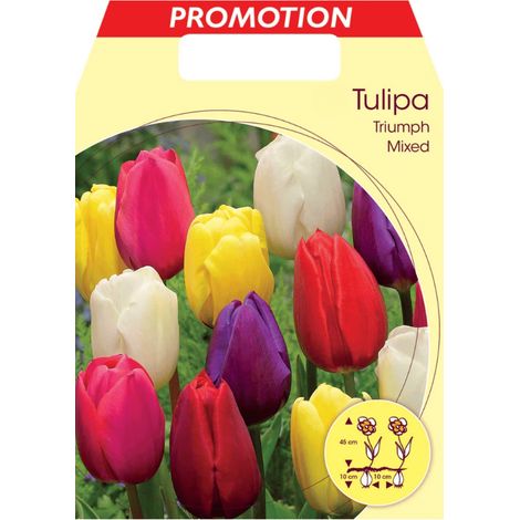 TULIPANO LONGSTEMMED MIX (CONFEZIONE DA 20 BULBI)