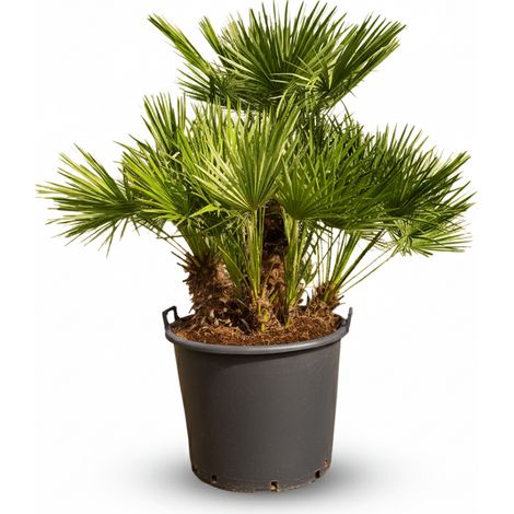 Chamaerops Humilis - Palmier nain européen - Palmier à feuilles