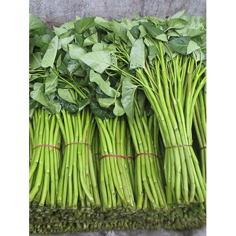 Kangkong, Épinard aquatique le sachet de 60 graines (3g)